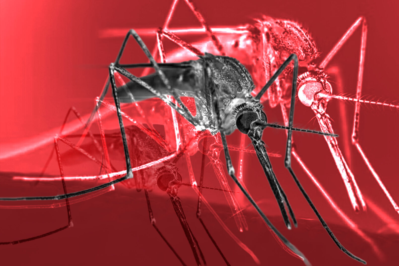 Mosquito Anopheles, vetor da malária, doença que teve 118.037 casos no Brasil em 2025