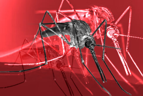 Mosquito Anopheles, vetor da malária, doença que teve 118.037 casos no Brasil em 2025